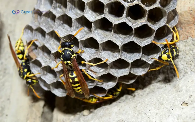 yellow jacket nest