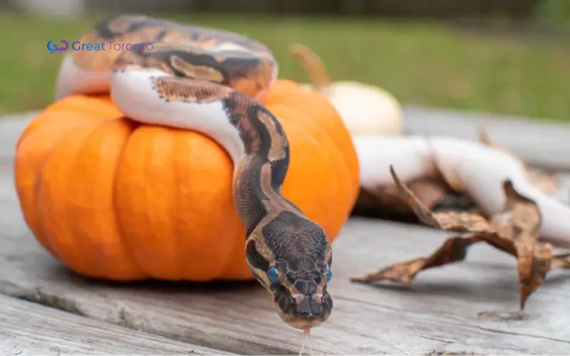 Pumpkin Snake